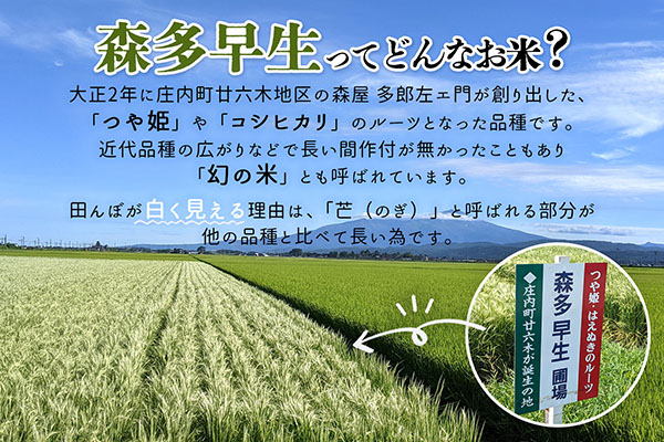 JAあまるめ 幻の米 庄内町産 森多早生100%使用 ストレートあまざけ 720ml ノンアルコール 飲む点滴 砂糖不使用 無添加 米麹 麹 発酵食品 甘酒 瓶 720ml×1本