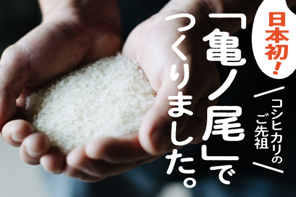 山形庄内かめこめプロジェクト 亀の尾せんべい 80g×6袋 つぶつぶ食感 煎餅 米菓 おやつ お菓子 80g×6袋