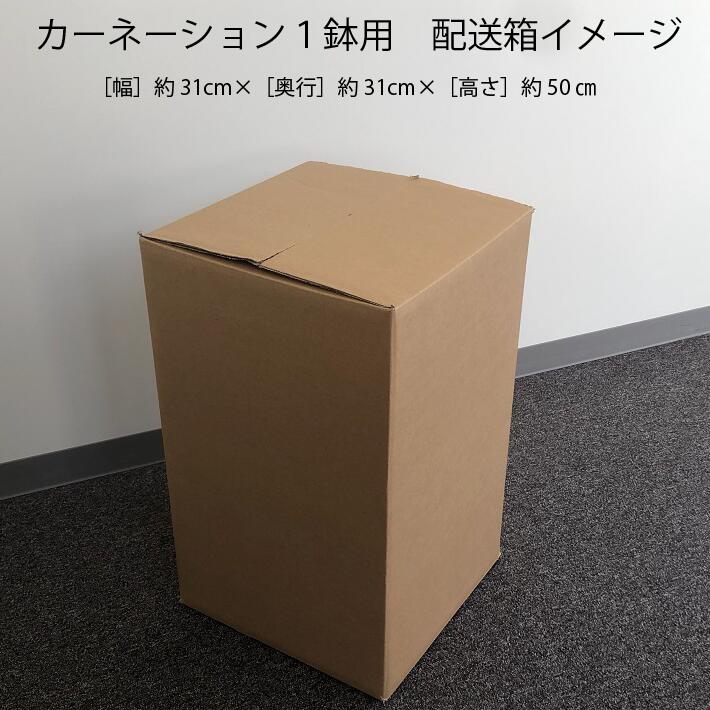【R8.5月初旬より順次発送】成澤さんのカーネーション オレンジジェラート 5号鉢（入金期限：2026.4.30）母の日に プレゼント オレンジジェラート