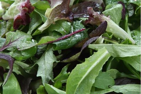 庄内産ベビーリーフミックス　40g×8袋