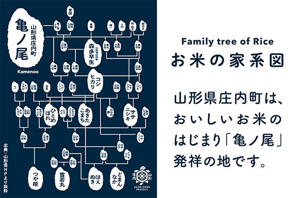 渡會さんのうまい米！雪若丸 5kg 令和7年産 2025年産 ブランド米 コシヒカリの原点、亀の尾発祥の地 庄内 雪若丸 5kg（5kg×1袋）