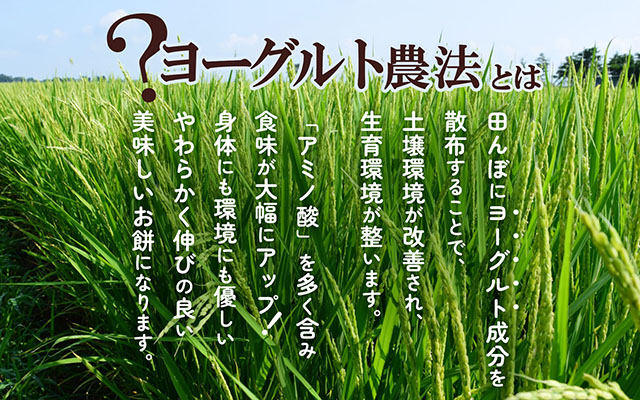 ＜12月中旬発送＞丸もち6か月定期便！ 杵つき餅 380g×3袋（入金期限：2025.11.25） 12月中旬発送