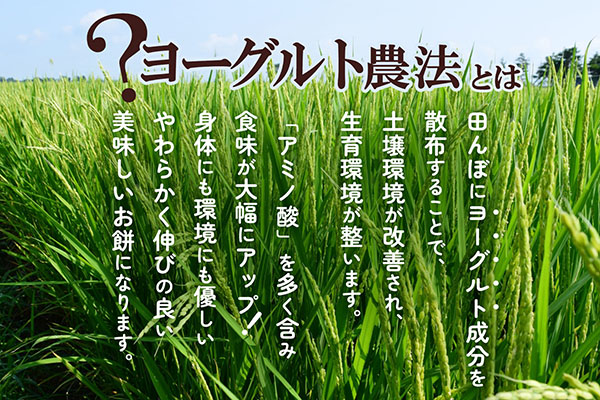 梅木もち屋 庄内産『でわのもち』を使用した杵つき餅 380g×5袋 1.9kg 柔らかくよく伸びる 丸もち お雑煮 正月 丸餅 おもち 個包装 通常配送(3～6週間) 380g×5袋