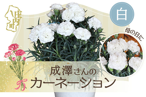 【R8.5月初旬より順次発送】成澤さんのカーネーション 白 5号鉢（入金期限：2026.4.30）母の日に お供え お悔み 白