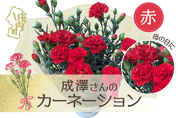 【R8.5月初旬より順次発送】成澤さんのカーネーション 赤 5号鉢（入金期限：2026.4.30）母の日に プレゼント 赤