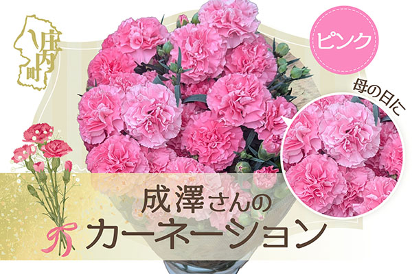 【R8.5月初旬より順次発送】成澤さんのカーネーション ピンク 5号鉢（入金期限：2026.4.30）母の日に プレゼント ピンク