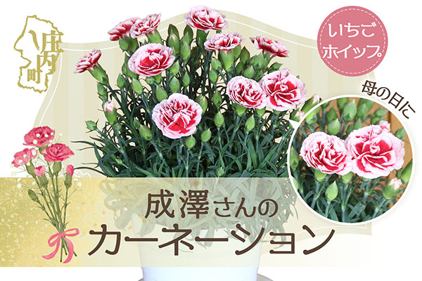 【R8.5月初旬より順次発送】成澤さんのカーネーション いちごホイップ 5号鉢（入金期限：2026.4.30）母の日に プレゼント いちごホイップ