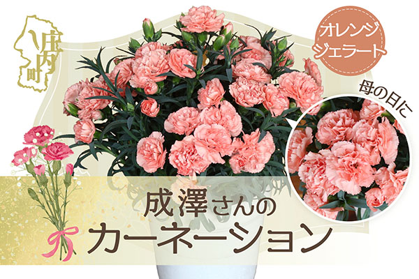 【R8.5月初旬より順次発送】成澤さんのカーネーション オレンジジェラート 5号鉢（入金期限：2026.4.30）母の日に プレゼント オレンジジェラート