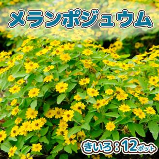 【R8.5月下旬より順次発送】ガーデニング用花苗 メランポジウム（黄色）12ポット（入金期限：2026.5.20） メランポジウム