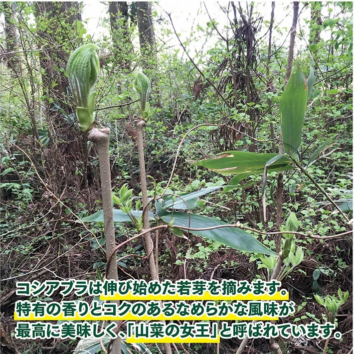「山菜の女王」採れたて天然コシアブラ約200g+オマケ1種