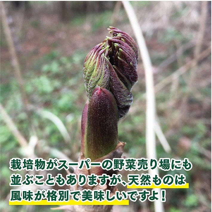 【山菜の王様】採れたて天然たらの芽約300g+オマケ1種
