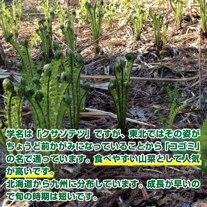 「春山菜の代表」天然こごみ約300g+オマケ1種