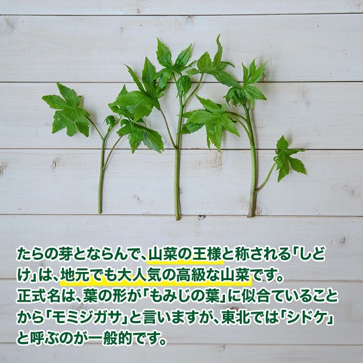 「山の香りが美味しい、山菜の王様」天然しどけ約300g+オマケ1種