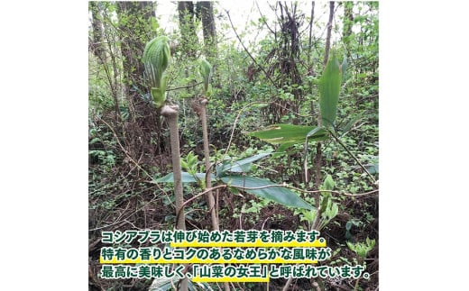 「山菜の女王」採れたて天然コシアブラ約200g+オマケ1種