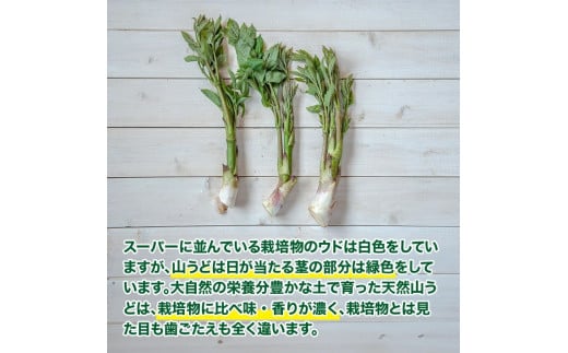 「山の風味が美味しい」天然山うど約600g+オマケ1種