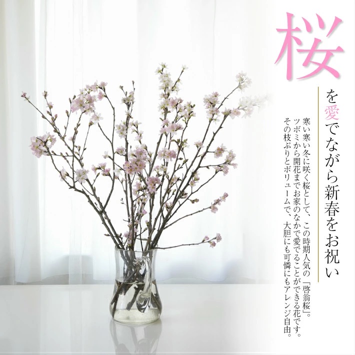 啓翁桜 約70cm×10本（3月中旬発送）