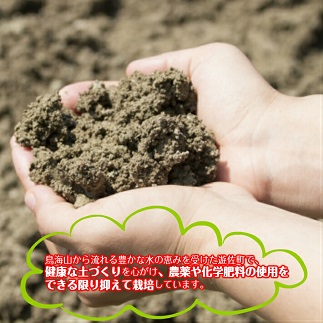 トマトジュース「鳥海山トマト」12本