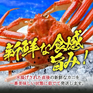 遊佐沖　ボイル・本ズワイガニ 1匹 350g程度