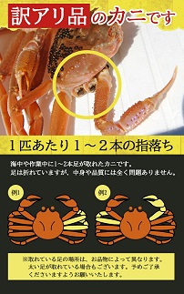 訳あり 遊佐沖 生・本ズワイガニ 2匹 計800g程度（1～2本足折れ）
