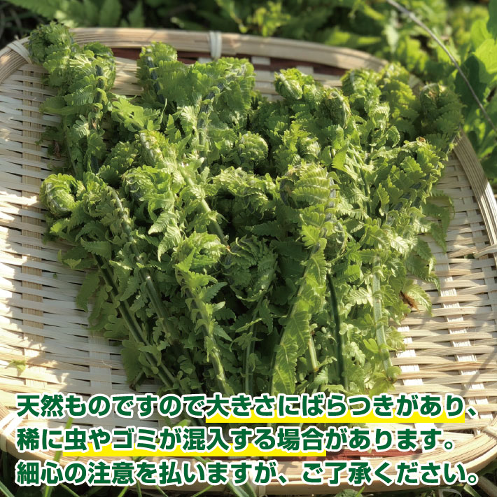 「春山菜の代表」天然こごみ約300g+オマケ1種