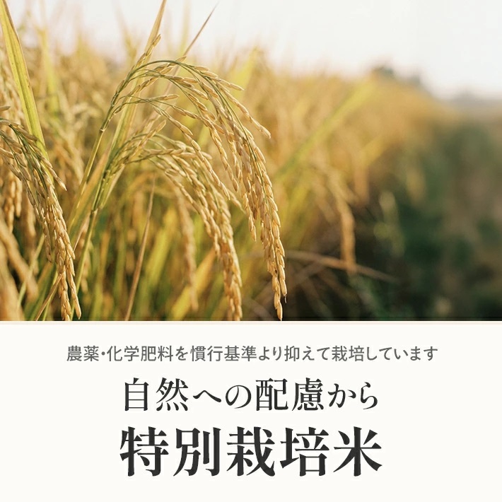 庄内産つや姫5kg（令和7年産米）2月中旬