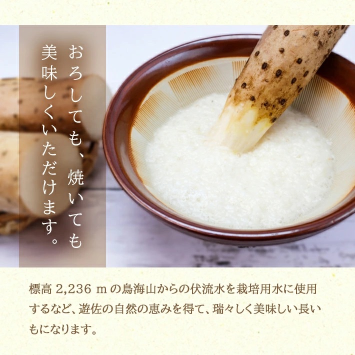 長いも 5.0kg（4～6本）山形県遊佐町産
