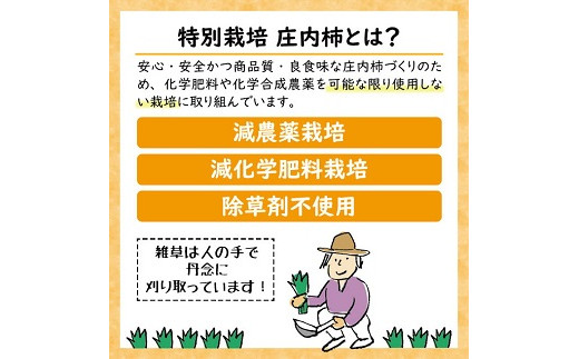 特別栽培庄内柿 5kg L～2Lサイズ 26～30個入り 山形県遊佐町産 2026年11月上旬～12月上旬頃お届け ※着日指定不可 東北 山形県 遊佐町 庄内地方 種無し柿 カキ かき 種無し 秋
