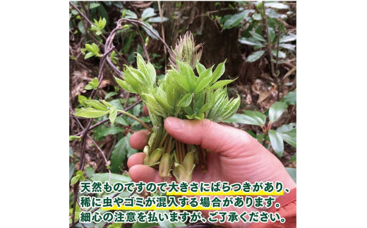 「山菜の女王」採れたて天然コシアブラ約200g+オマケ1種