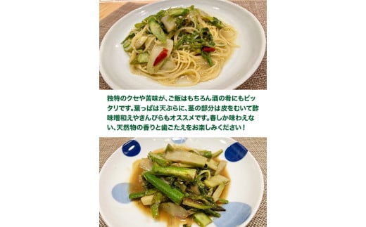 「山の風味が美味しい」天然山うど約600g+オマケ1種