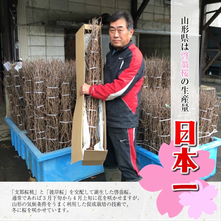 啓翁桜 約70cm×10本（3月中旬発送）