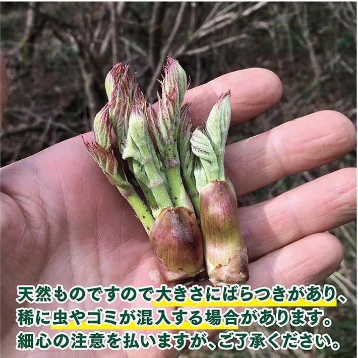 【山菜の王様】採れたて天然たらの芽約200g+オマケ1種