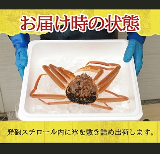 遊佐沖　生・本ズワイガニ 1匹 500g程度