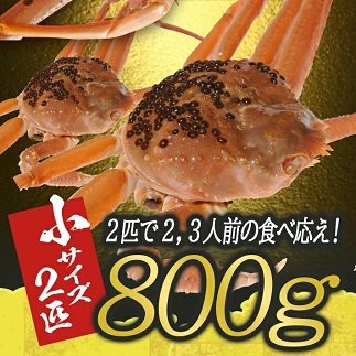 訳あり 遊佐沖 生・本ズワイガニ 2匹 計800g程度（1～2本足折れ）