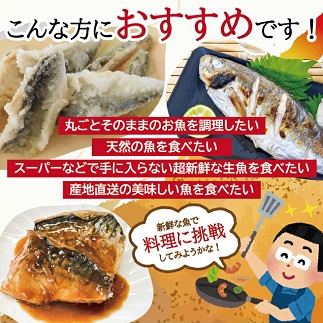 地魚おまかせセット　4～5種類入り計1.7kg以上
