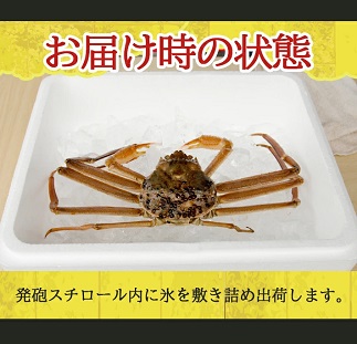 遊佐沖　春の生・本ズワイガニ 1匹 350g程度