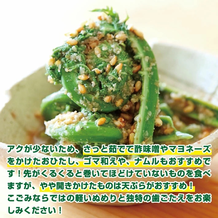 「春山菜の代表」天然こごみ約300g+オマケ1種