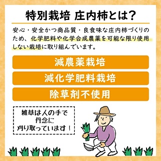 遊佐町産特別栽培庄内柿2.5kg 柿2.5kg