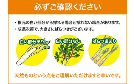 「山の風味が美味しい」天然山うど約600g+オマケ1種