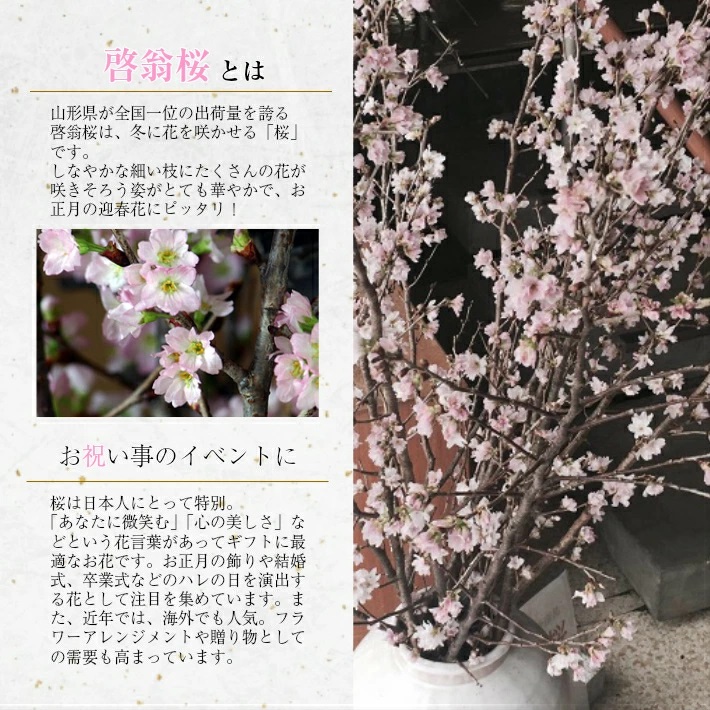 啓翁桜 約70cm×10本（3月中旬発送）