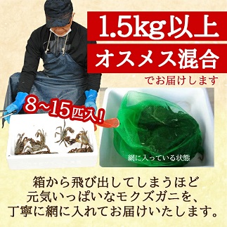 生・天然モクズガニ 1.5kg以上 8～15匹