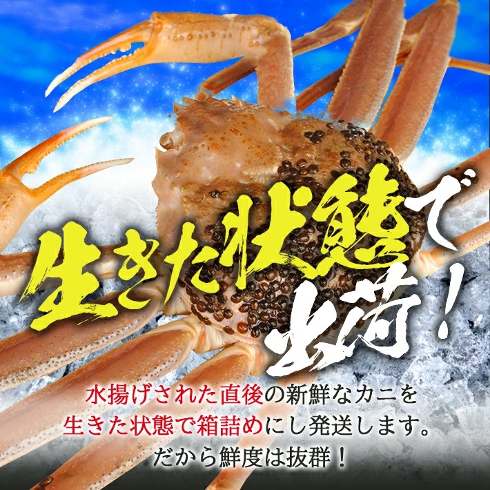 訳あり 遊佐沖 生・本ズワイガニ 2匹 計800g程度（1～2本足折れ）