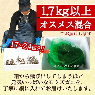 生・天然モクズガニ 1.7kg以上 小ぶりサイズ17～24匹