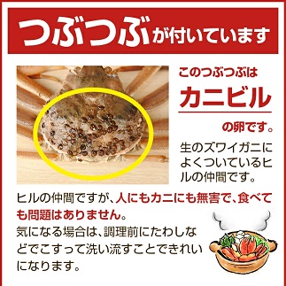 遊佐沖　生・本ズワイガニ 1匹 350g程度