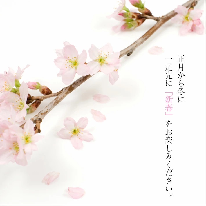 啓翁桜 約70cm×12本（12月下旬発送）