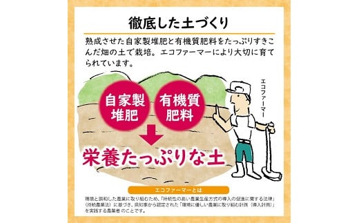 特別栽培庄内柿 5kg L～2Lサイズ 26～30個入り 山形県遊佐町産 2026年11月上旬～12月上旬頃お届け ※着日指定不可 東北 山形県 遊佐町 庄内地方 種無し柿 カキ かき 種無し 秋