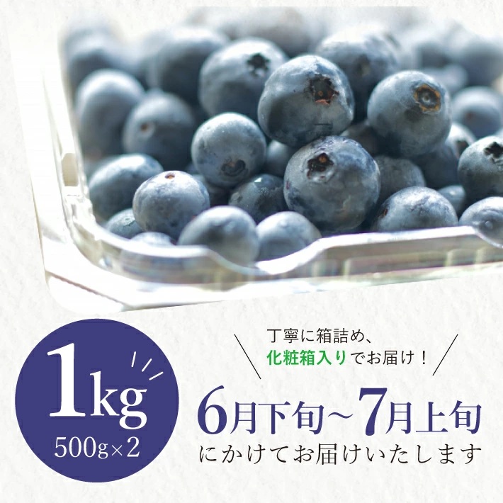 大粒ブルーベリー 500g×2パック 計1kg 化粧箱入 6月下旬～7月上旬頃お届け 山形県遊佐産 冷蔵便 ※着日指定・離島発送不可 果物 くだもの フルーツ ブルーベリー 国産 東北 山形県 遊佐町 庄内