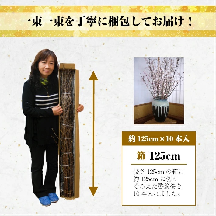 啓翁桜 約125cm×10本（2月下旬発送）