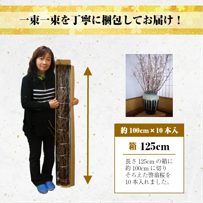 啓翁桜 約100cm×10本（3月中旬発送）