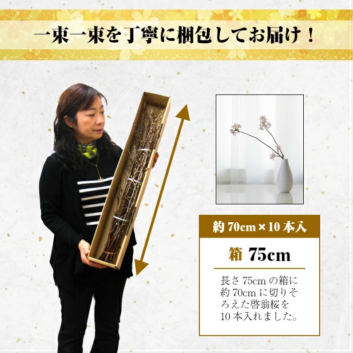 啓翁桜 約70cm×10本（1月下旬発送）