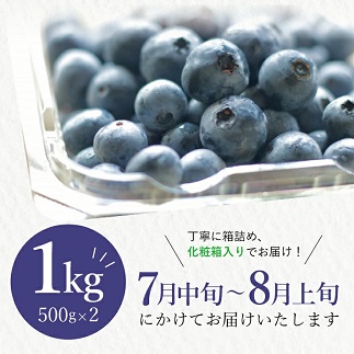 大粒ブルーベリー500ｇ×2パック計1kg化粧箱入り